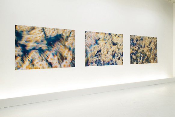 Ripe of color #Narcissus