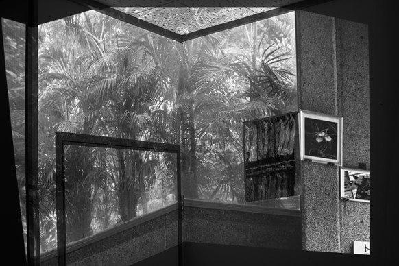 New Reflection #greenhouse 1