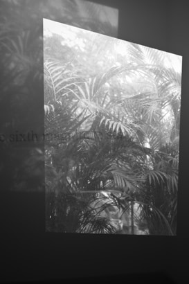 New Reflection (Texture of image) #greenhouse 2