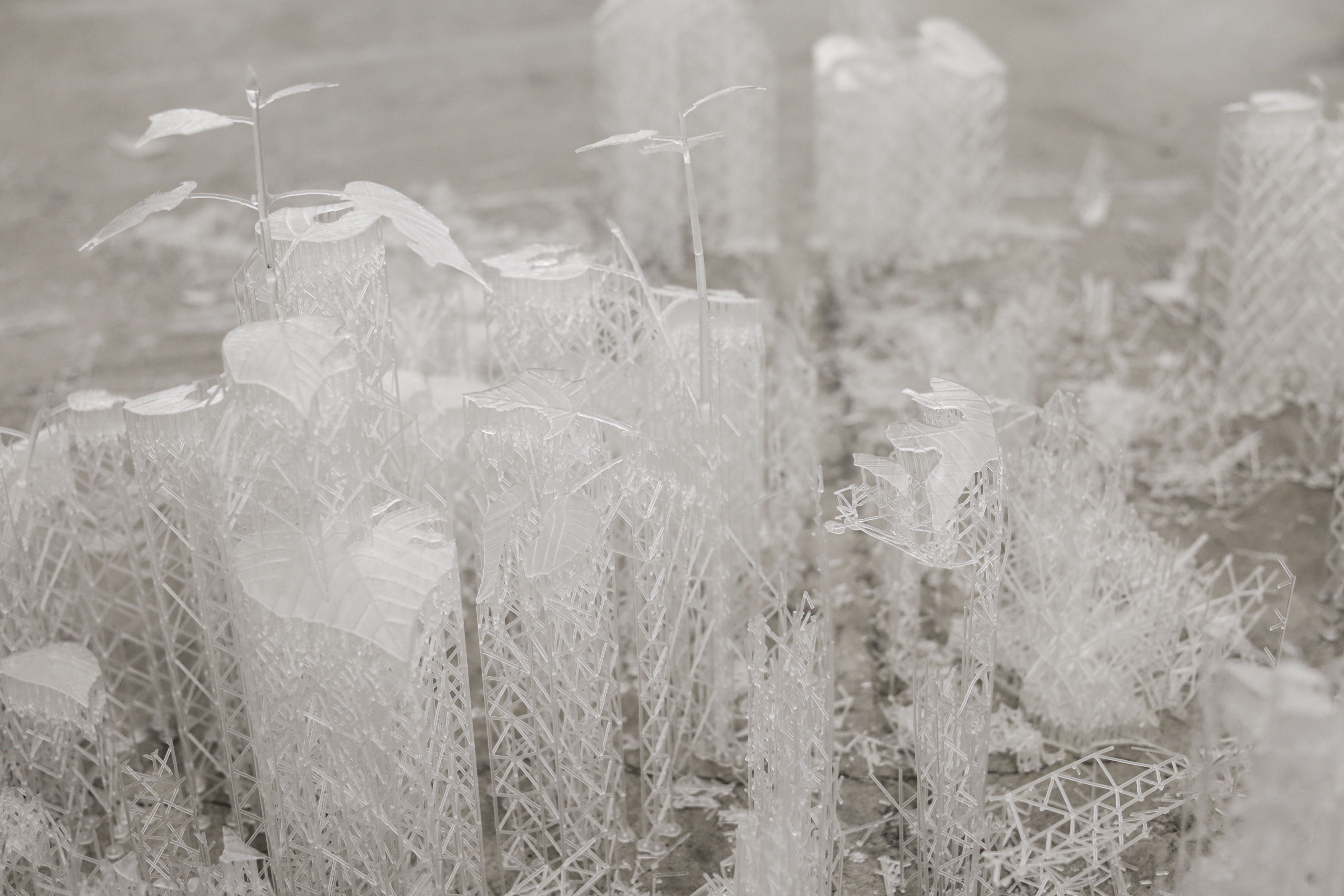 Pioneer Plants Printing Projects