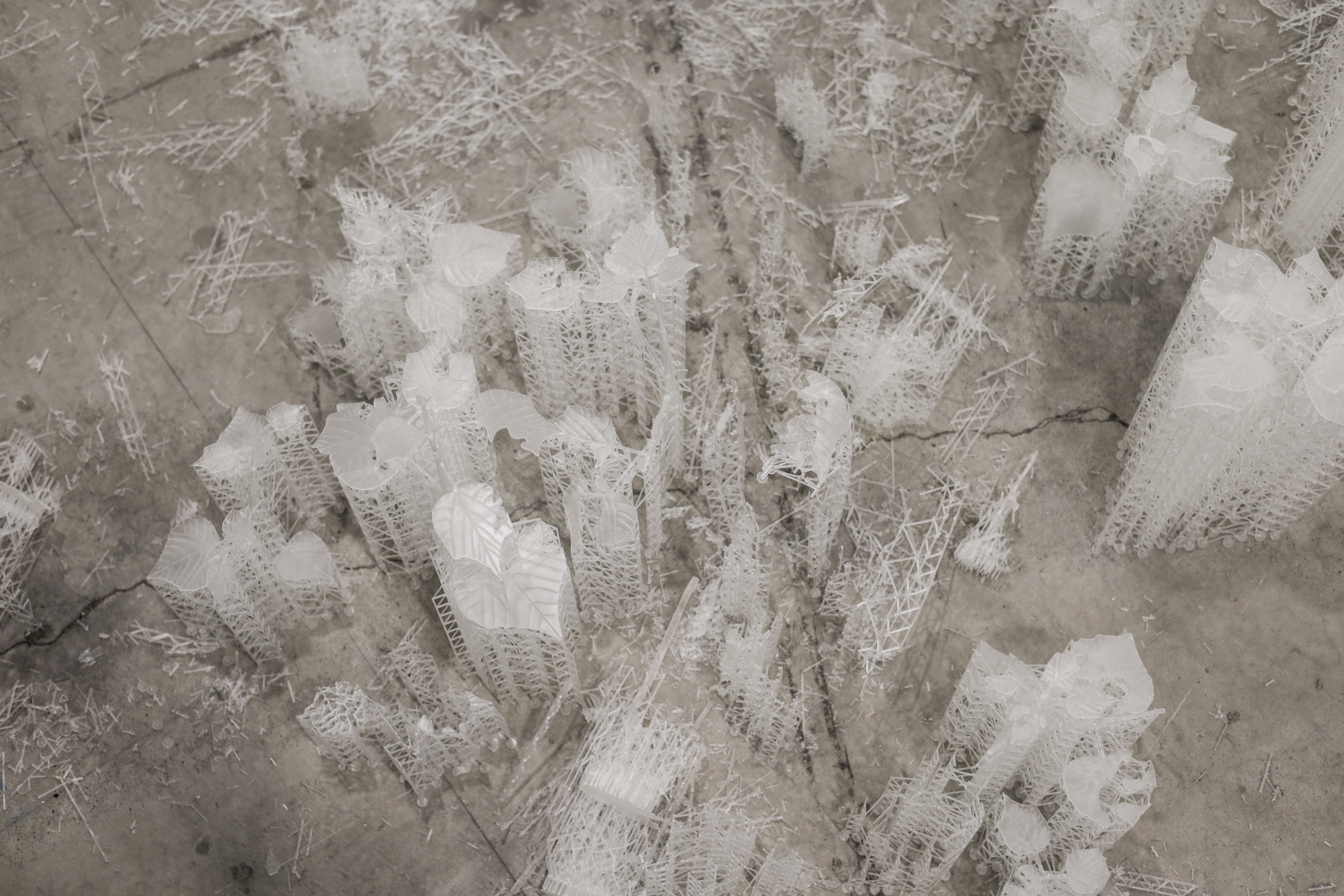 Pioneer Plants Printing Projects